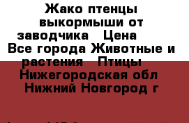 Жако птенцы выкормыши от заводчика › Цена ­ 1 - Все города Животные и растения » Птицы   . Нижегородская обл.,Нижний Новгород г.